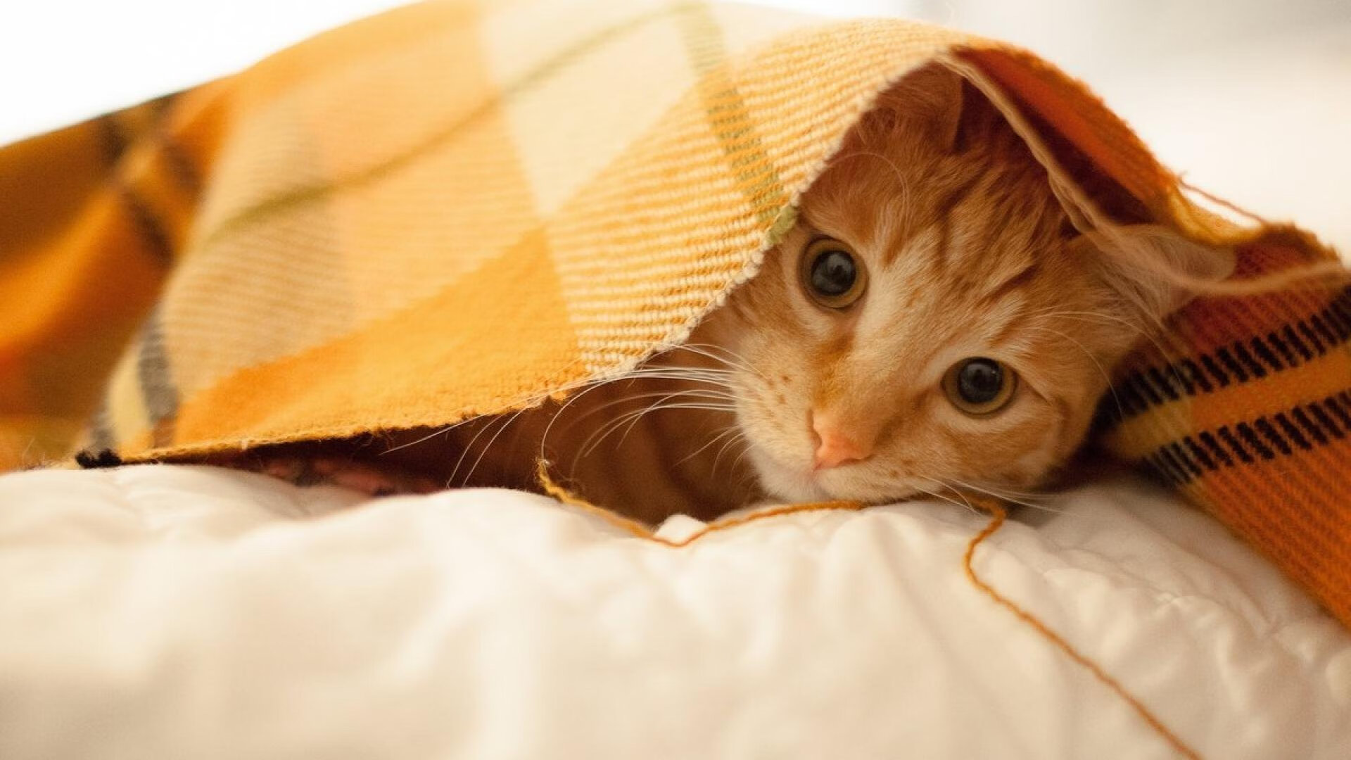 Chinese Taipei团队未来规划：构建世界级竞技平台，china taipei