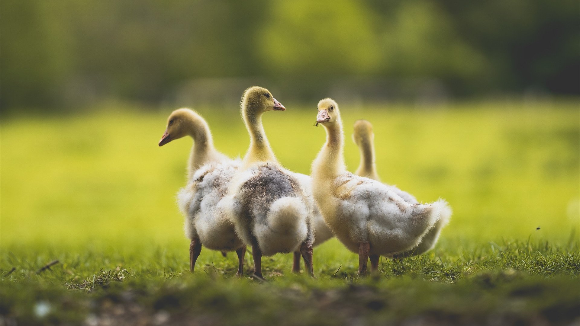 “水上救生：三叉湖游泳馆带来国际级救援技术大比拼”