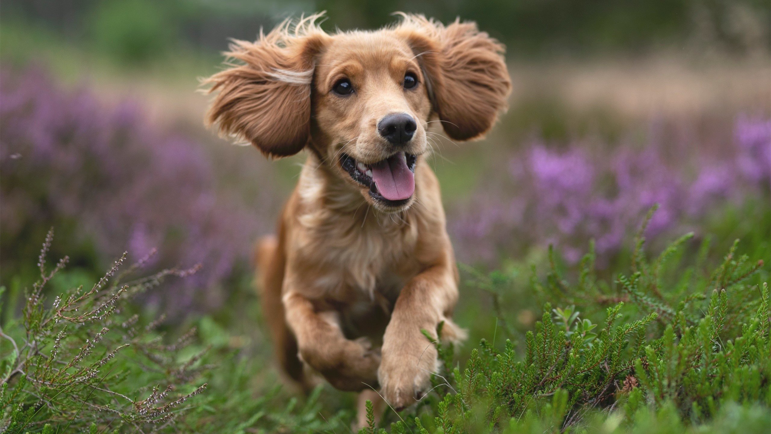 kaiyun官方网站-图卢兹整体阵型保持紧凑封锁突破路线，图卢兹战役