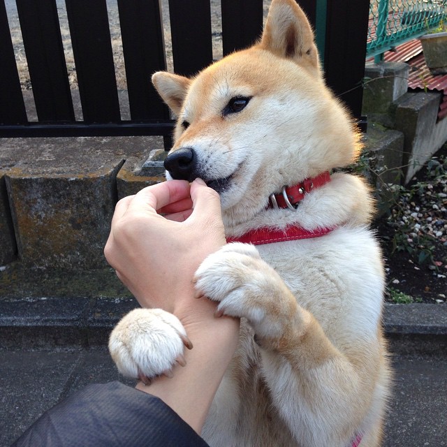 女子200蝶冲刺节奏变化研究，女子200米蝶泳决赛录像