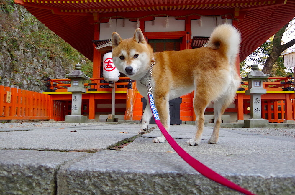 教练交流平台推动知识共享机制，教练智库