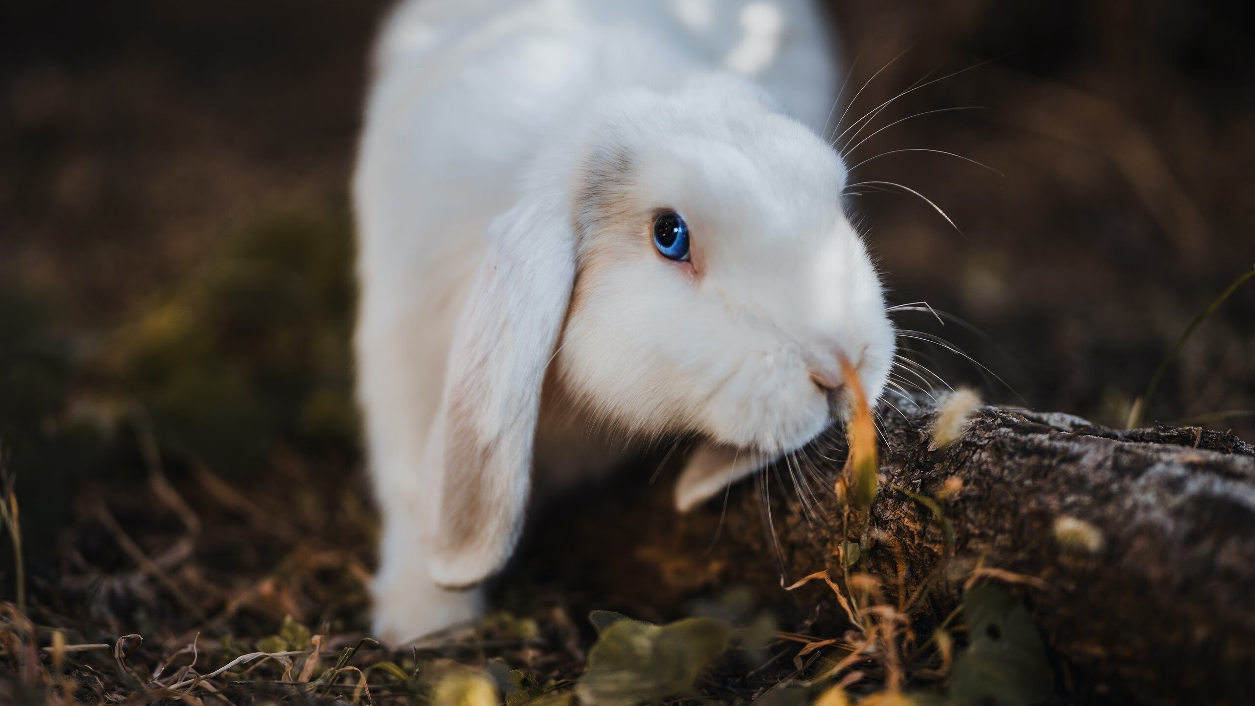 kaiyun官方网站-田径赛季训练计划科学合理分配，田径赛季训练计划科学合理分配怎么写