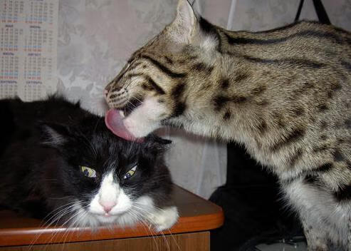 边后卫插上与退守切换迅速，边后卫进攻