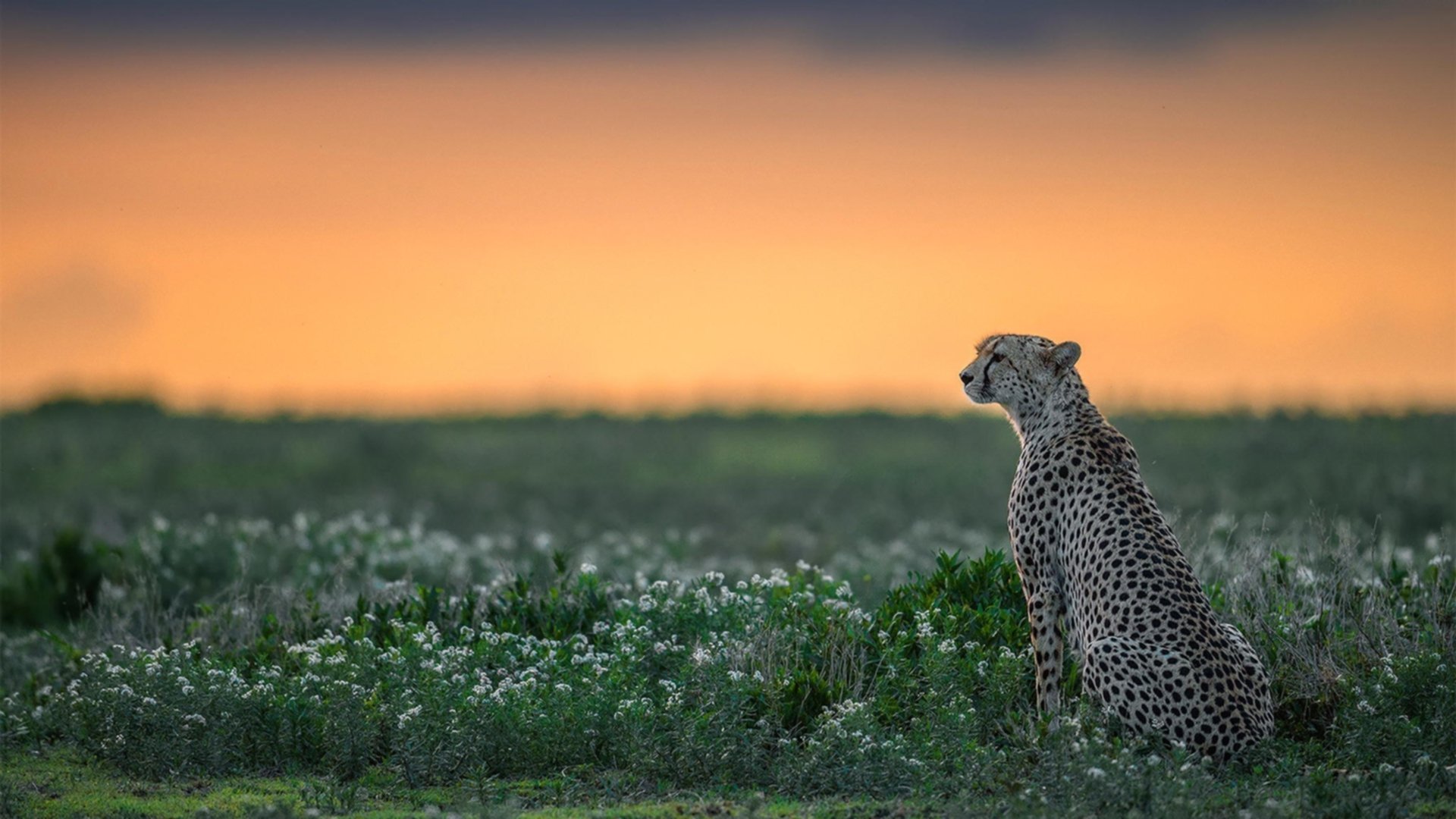 KAIYUN 中国大陆-顶级中锋在挡拆战术中的使用方式，中锋挡拆顺下技巧