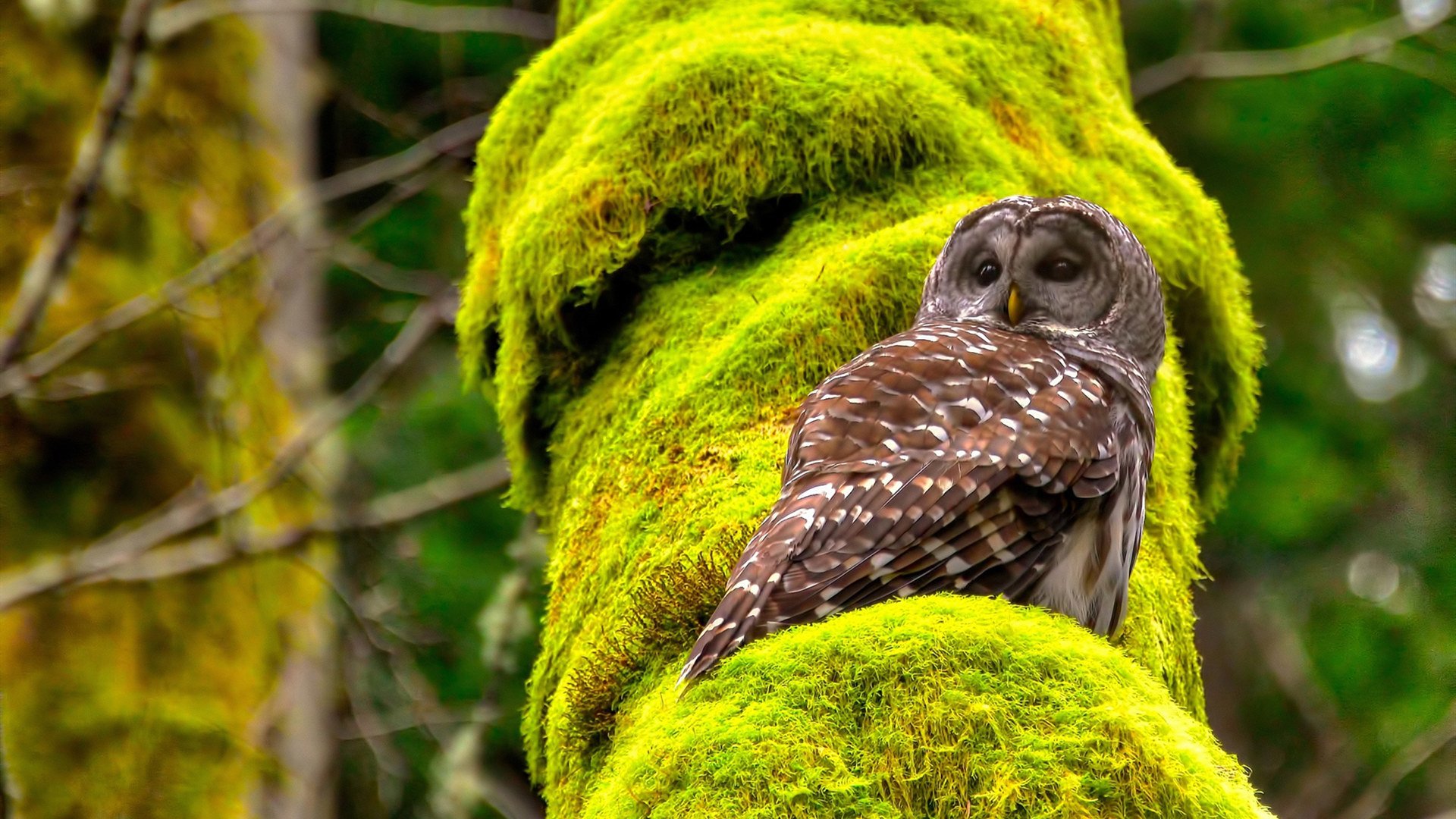 Kaiyun APP-CBA俱乐部加快青训教练本土化提升梯队战术统一性，cba俱乐部青训队怎么进