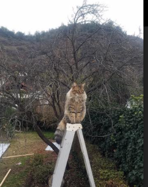 开云官网APP下载-“南非羚羊队的复兴之路：萨尔·巴赫的关键作用”