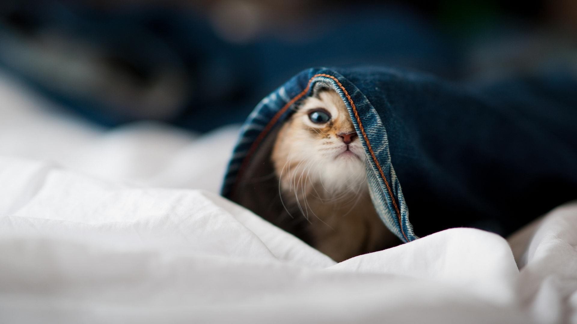 乌拉圭女篮在南美锦标赛中表现优异,迈向世界竞技舞台,乌拉圭 南美