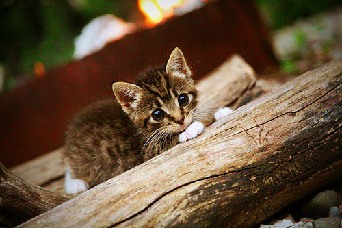 开云平台-女子运动更具情感连接力与教育意义，女子运动能力的正确叙述