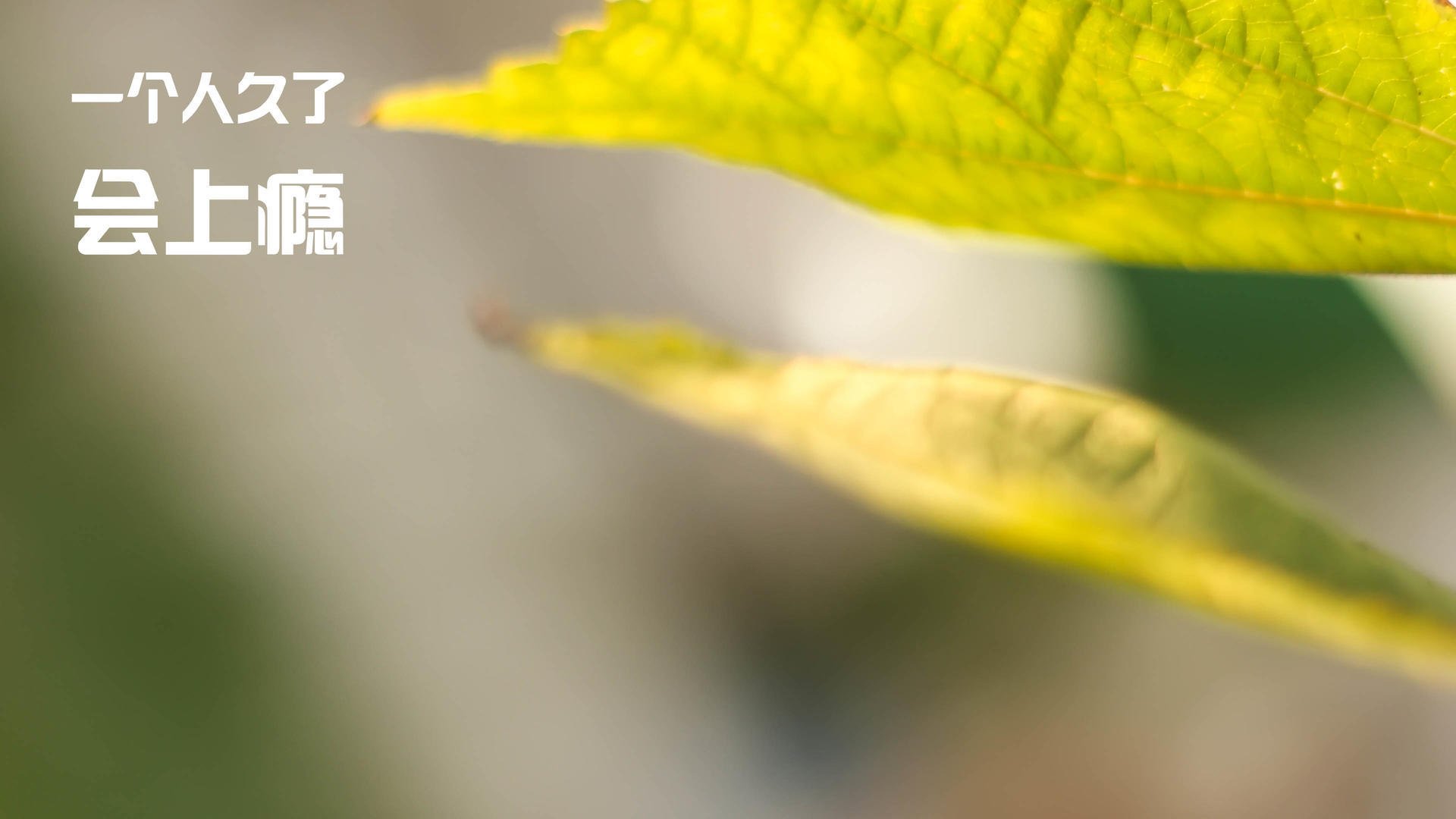 开云体育APP下载-意甲精彩片段：每一次精彩都值得回味，意甲集锦视频