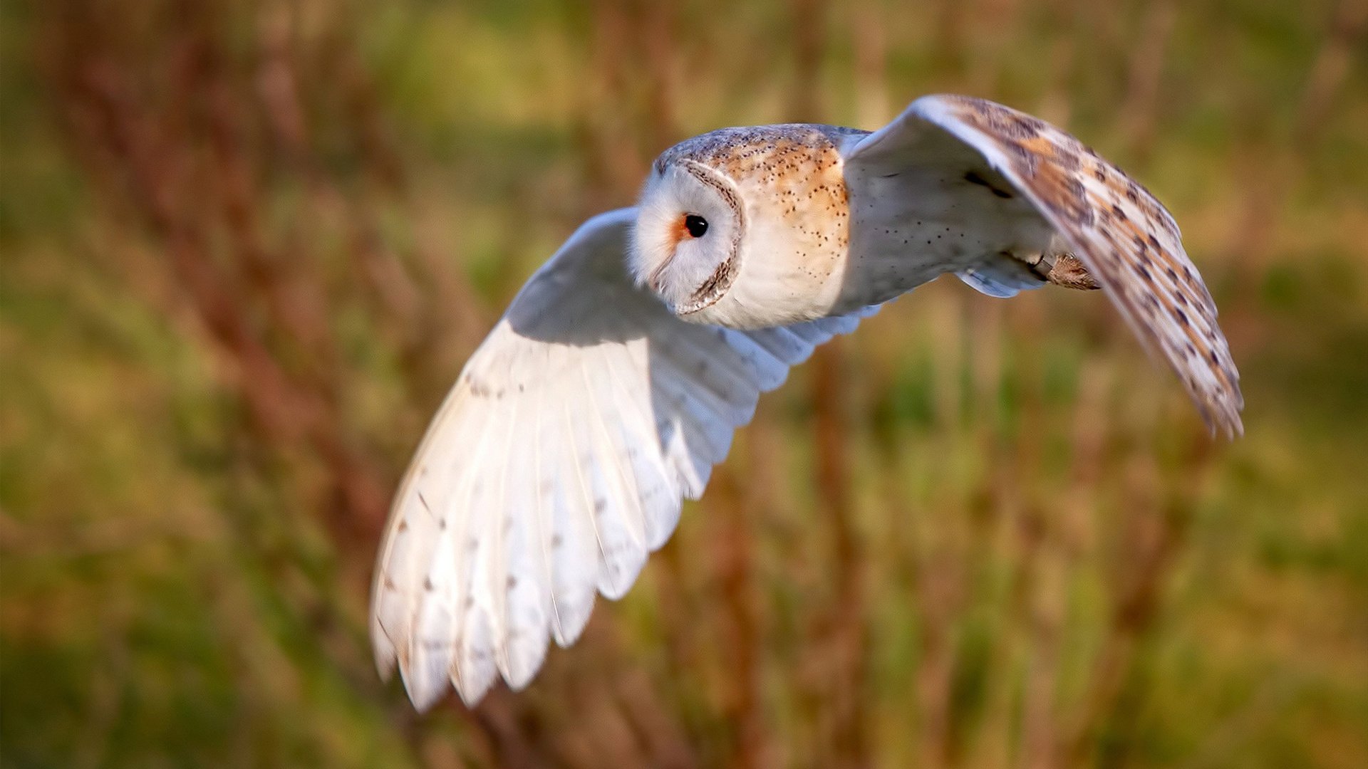 Kaiyun官方登录入口-混合泳选手配速策略合理，高效转换，混合泳比赛规则